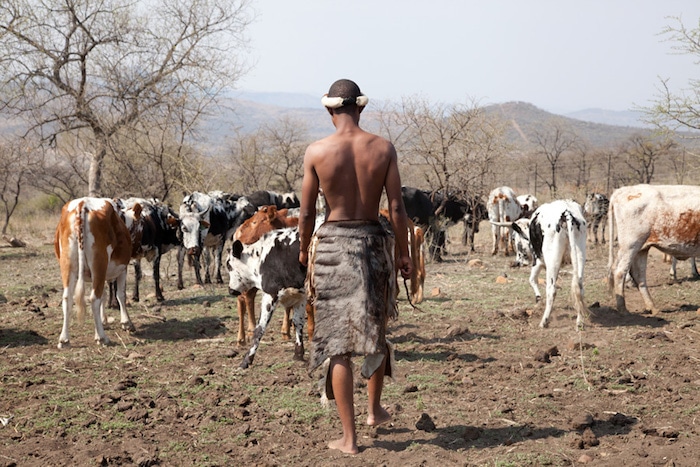 Zulu herdsman, artisan, ethically sourced cowhide