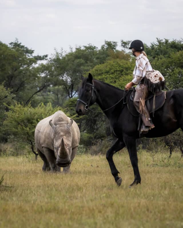 riding-safari-South-Africa-cowhide-bag-rhino-Ant-Africa-safari
