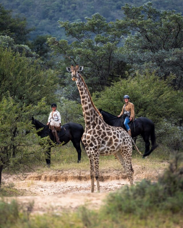 riding-safari-South-Africa-cowhide-bag-giraffe-Ant-Africa-safari