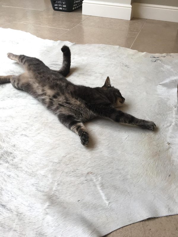 A cat stretching out on a cream cowhide rug
