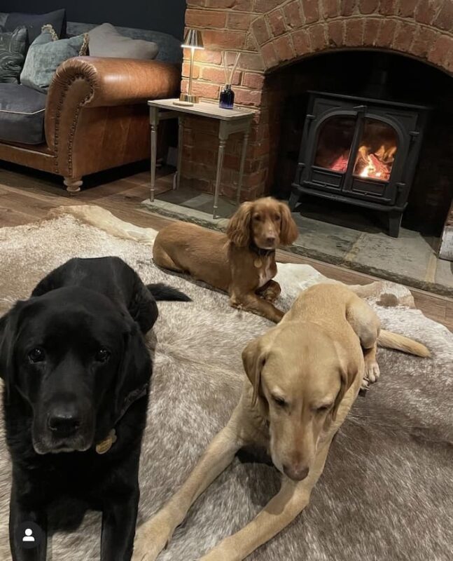 3 dogs laying on a cream cowhide rug in front of the fire
